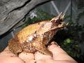 004 - Megophrys nasuta